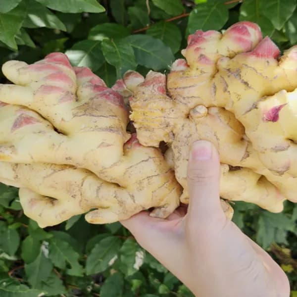 국내산 햇 생강 특품 5kg 1박스 29,900원