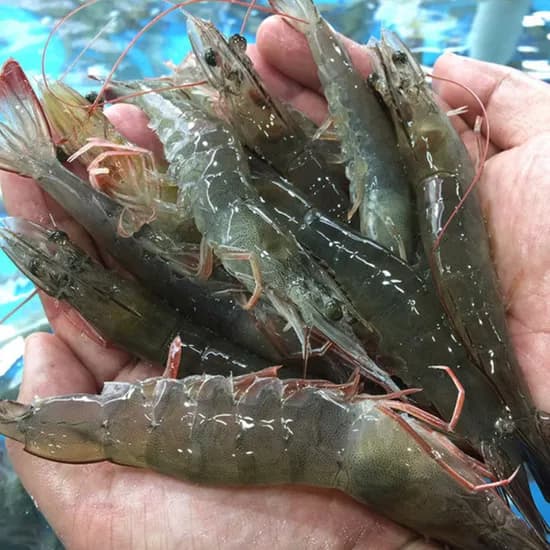 국내산 신안 생물 흰다리새우, 1kg, 45미 내외, 1개