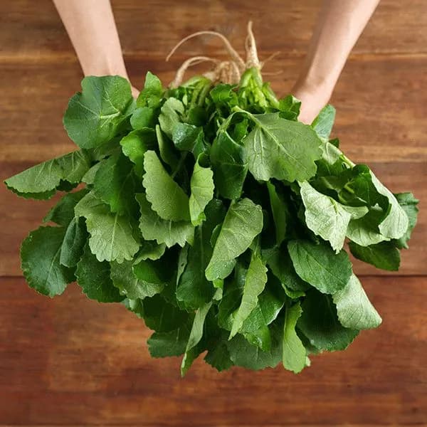 무농약 열무 400g 2개 5,480원