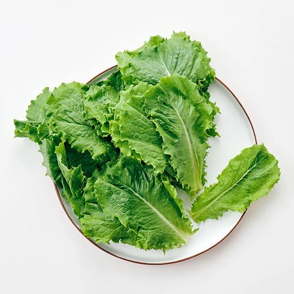 청상추 무농약 120g 1개 1,500원
