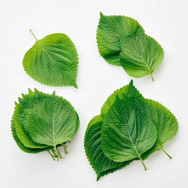 국내산 깻잎 (40g 또는 30장 내외)