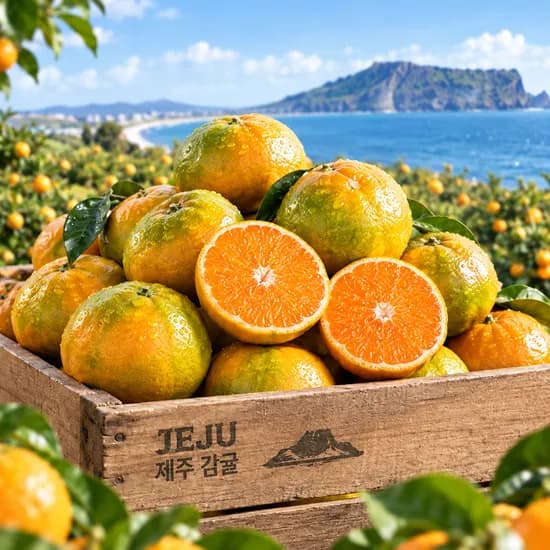 제주 햇 극조생 감귤, 로얄과, 10kg, 1박스