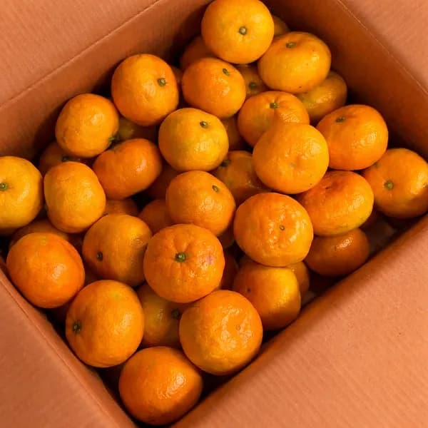 제주 산지직송 햇감귤 5kg 1박스 8,800원