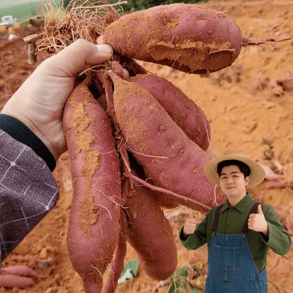 해남 꿀밤고구마 중 5kg 1박스 16,000원