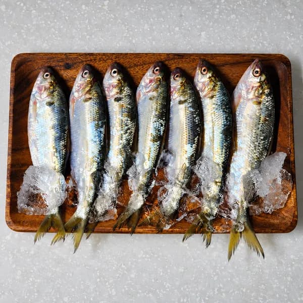 국내산 활 전어 5-9미 500g 1박스 17,000원