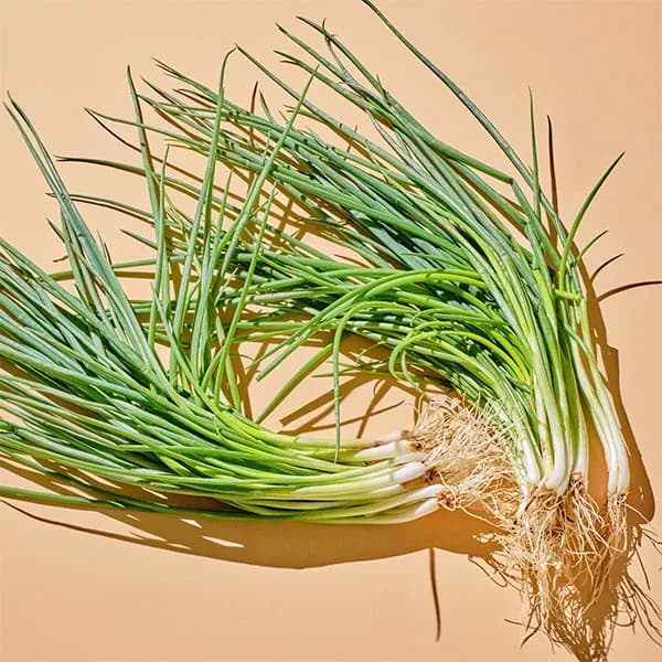 무농약 흙쪽파 200g 2개 7,890원