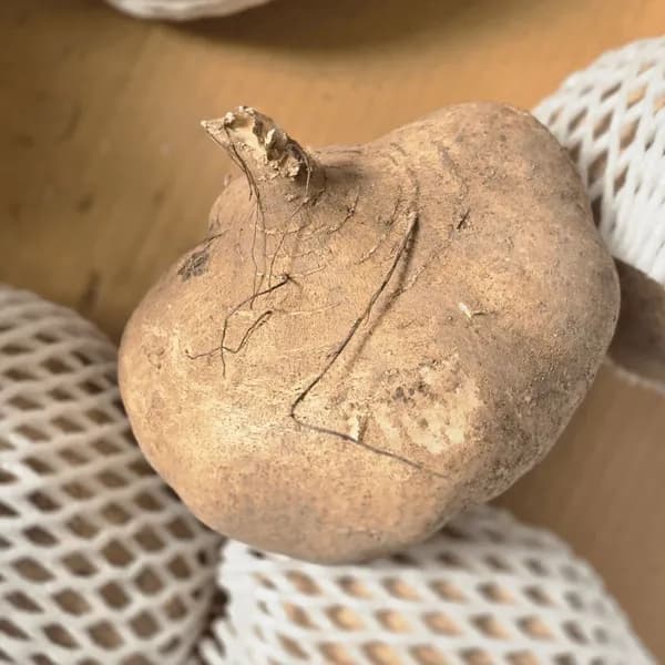 히카마 5kg 1박스 15,200원
