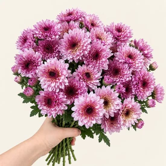 꽃마음결 소국 생화 꽃다발 핑크색 계열 1개