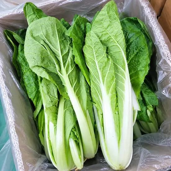 얼갈이배추 4kg 1박스 9,900원
