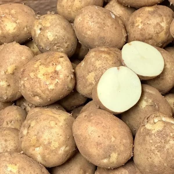 두백 설백 수미 혼합 햇감자 70-100g 10kg 1박스 19,900원
