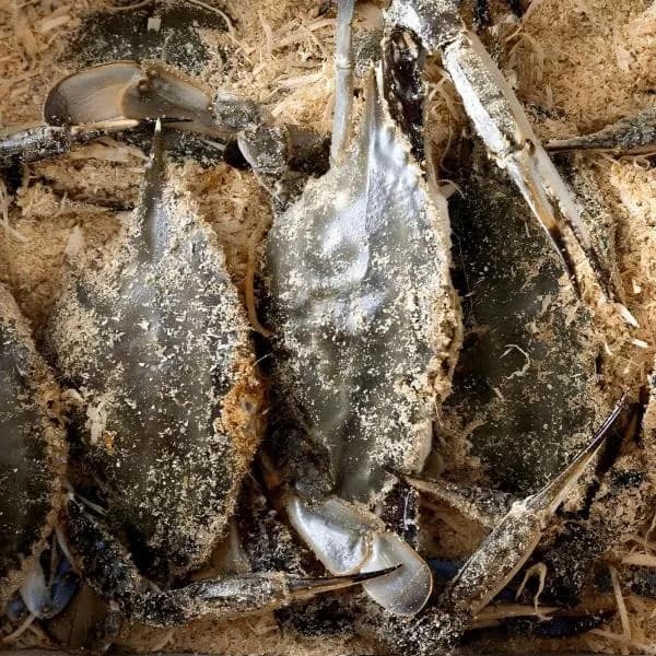 서해안 활 톱밥 꽃게 3kg 1개