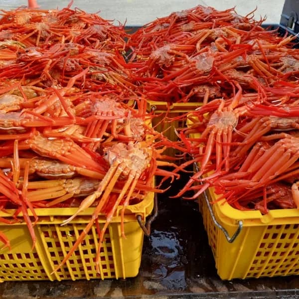 어반농수산 실속형 푸짐 홍게 3kg+3kg 총 6kg 1박스