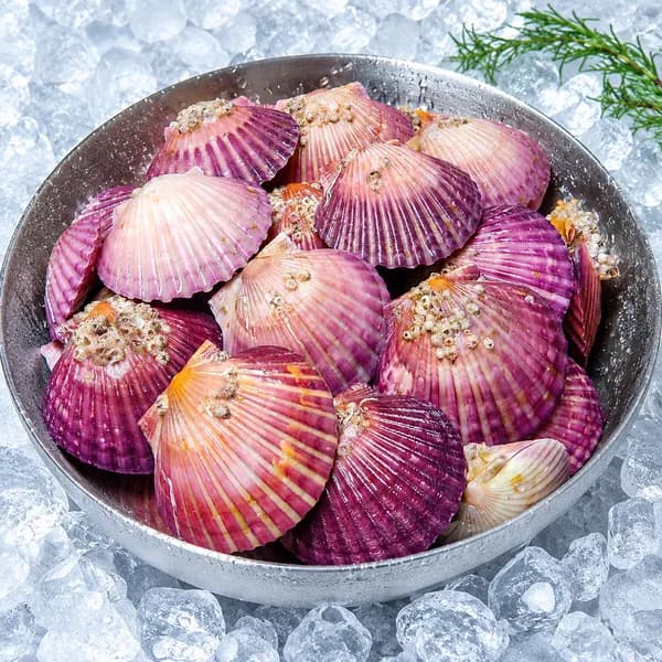 통영 산지직송 생물 홍가리비 25미 내외 1kg 1박스