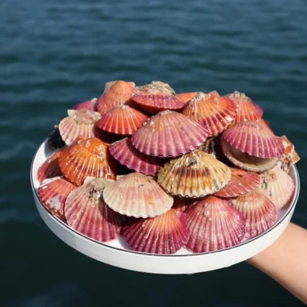 국내산 통영 활 홍가리비 1kg 1팩 8,900원
