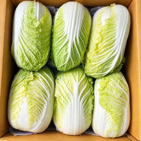 쌈배추 알배기배추 1.5kg 4통 1박스