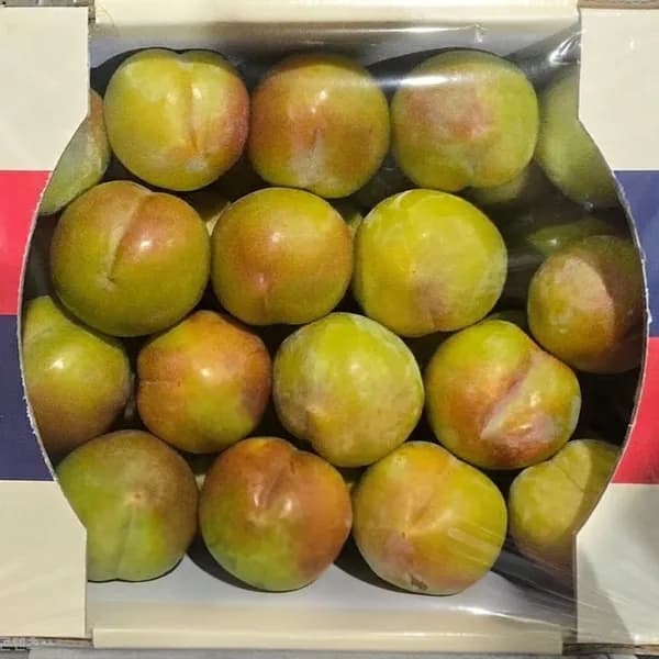 영천 추희자두 왕특 170g 내외 5kg 1박스