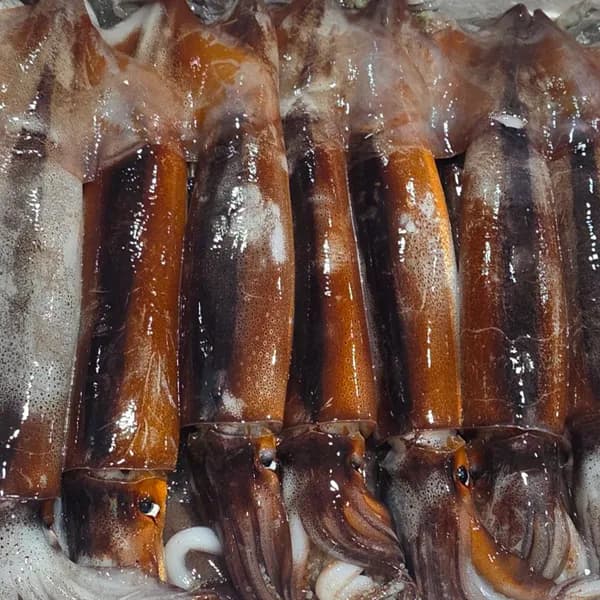 국내산 비손질 급속냉동 총알오징어 11-16마리 통찜용 1kg 1박스