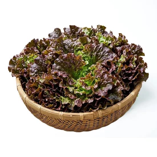 의령농산 국내산 꽃상추 2kg 1박스