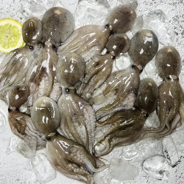 베트남산 냉동쭈꾸미 200g 8마리