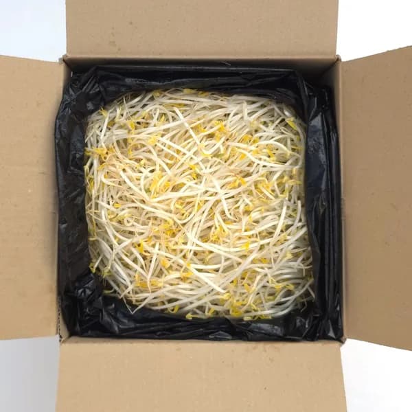 클릭마켓 숙주나물 3.5kg 1개