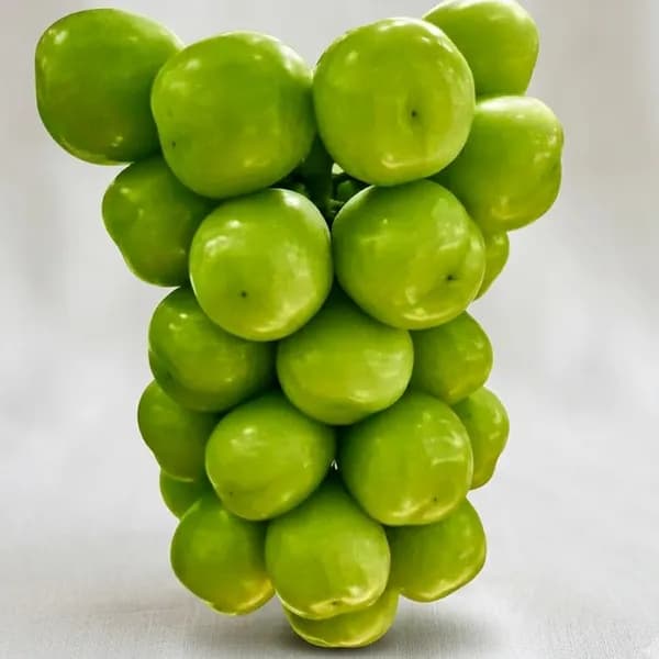 당도선별 샤인머스켓 가정용 1kg 1박스
