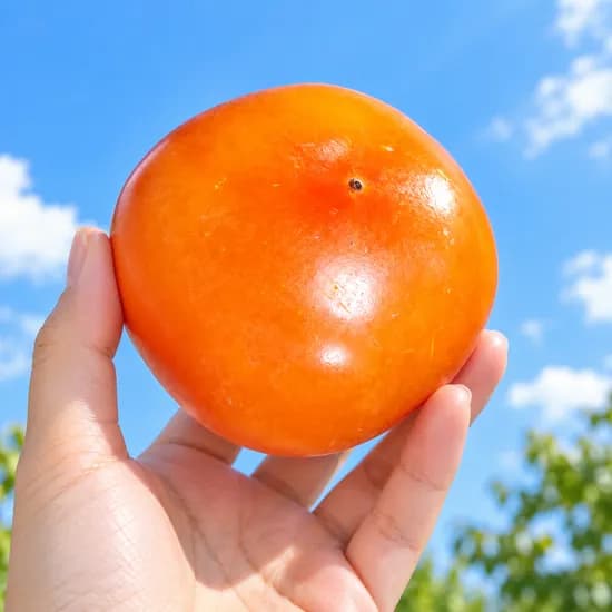 금메달농수산 고당도 씨없는 청도반시 혼합과 5kg 1박스