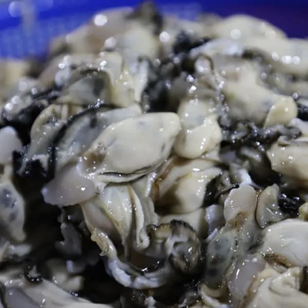 통영 햇 생굴 1kg 1박스