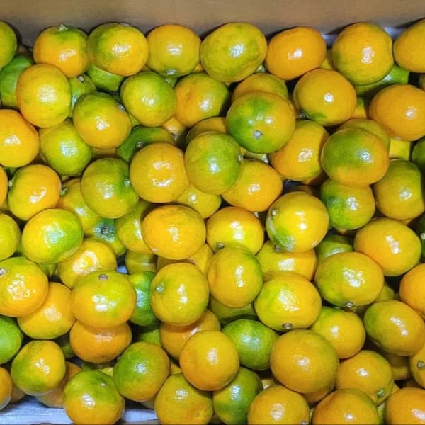제주 노지 감귤 극조생 대과 2L 5kg 1박스