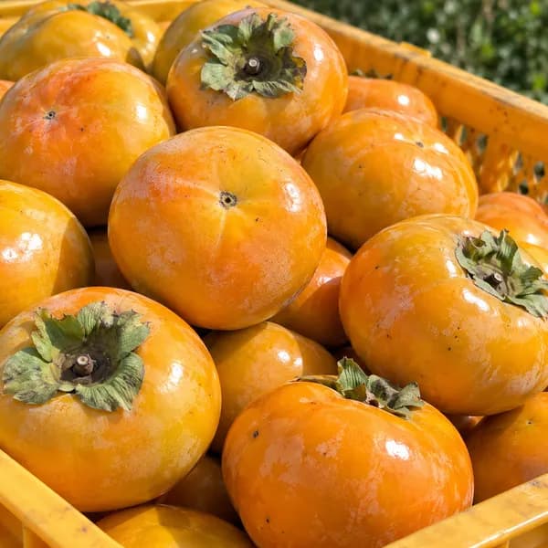 국내산 함안 단감 생과 2kg 1박스 9,700원