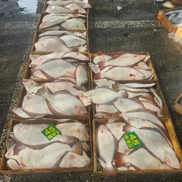 국내산 활 광어 슬라이스 회 필렛 400g 1개 21,900원