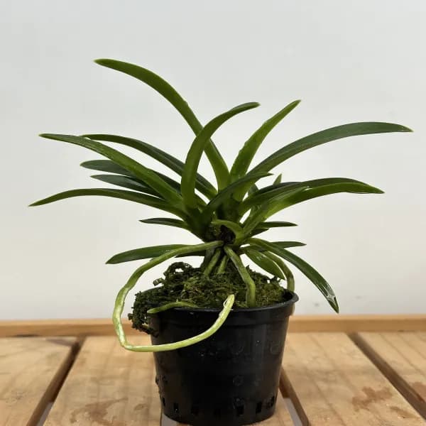소엽풍란 랜덤발송 약 25cm 1개
