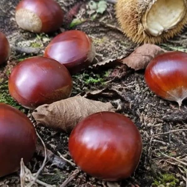 국내산 부여 공주 햇밤 생밤 알밤 특 3kg