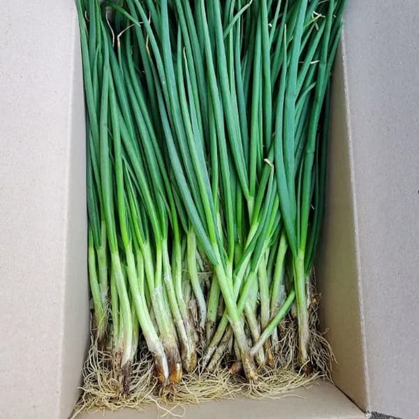 운악의뜰 하우스 손질 쪽파 1kg 1박스 9,900원
