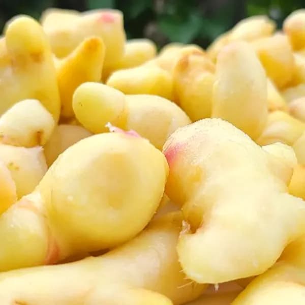 국내산 세척 기계로 깐생강 2kg 23,000원