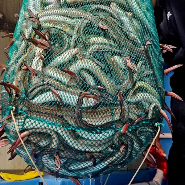 동원 대왕 바다장어 3kg 1박스