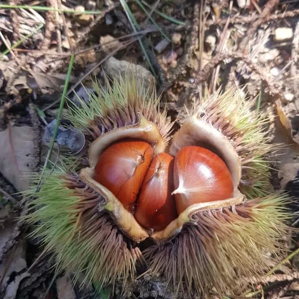 국내산 햇 알밤 생밤 5kg 1박스