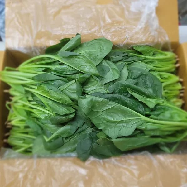 유알팜 국내산 시금치 1kg 1박스 5,980원