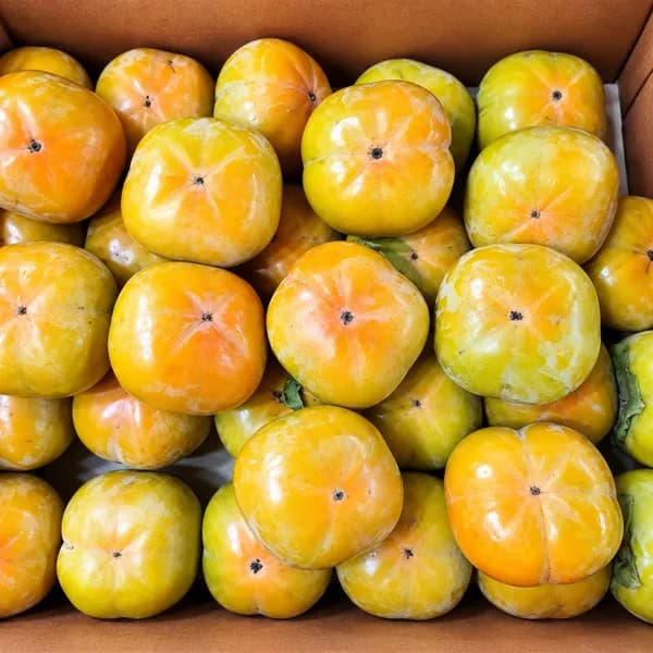 부자밭상 순천 가정용 차량단감 5kg 1박스 11,900원