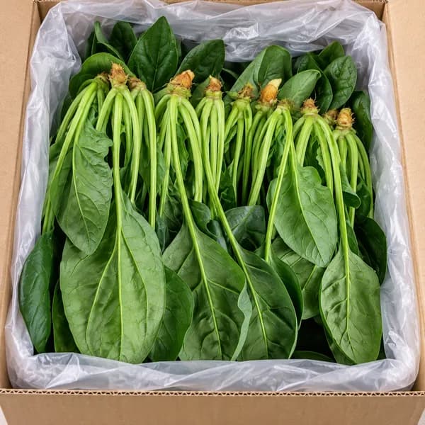 국내산 진천시금치 500g 1박스 8,700원