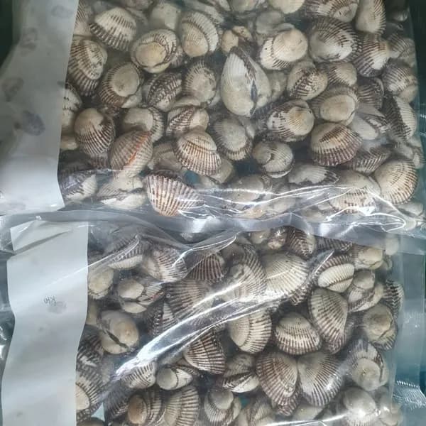 새꼬막 대왕사이즈 대 2kg 1박스