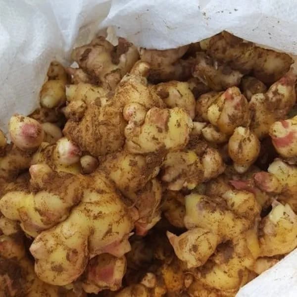국내산 햇 흙생강 특품 5kg 1개 33,000원