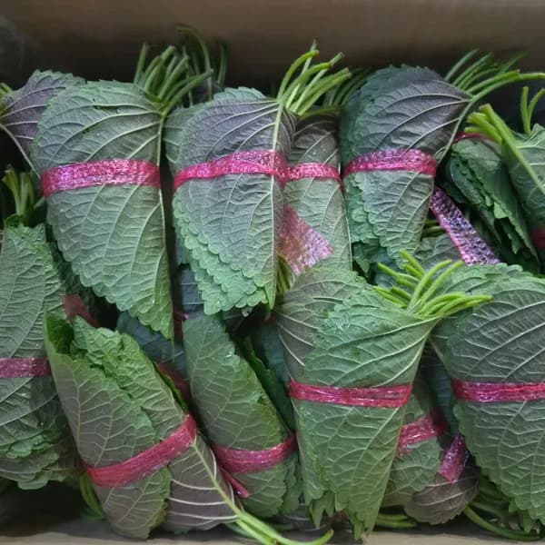 해돋이농산 국내산 깻잎 특품 2kg 50속 1박스