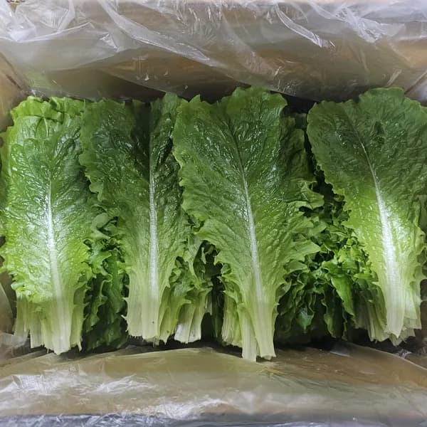 국내산 로메인 쌈채소 2kg