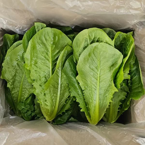 통 로메인 쌈채소 2kg 1개
