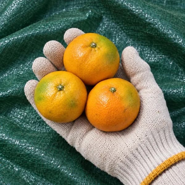 타이벡 감귤 5kg 1박스 13,500원
