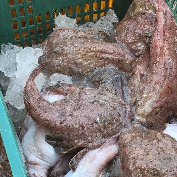 국내산 생물 비손질 아귀 중대형 2-3미 2kg