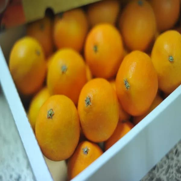 제주 황금향 혼합과 5kg 1박스