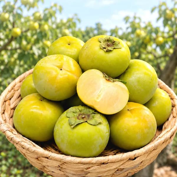 함안 단감 혼합과 2kg 1박스 9,400원
