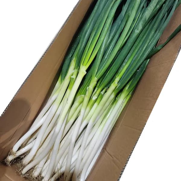 국내산 흙 대파 1kg 5개