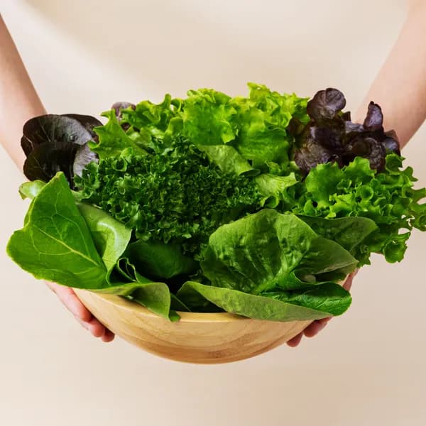 산지직송 유러피안 샐러드 4종 이상 1kg 1박스 8,500원